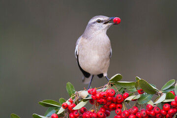 White banded Mockingbird,Mimus triurus,eating wild fruits Calden Forest, La Pampa , Argentina