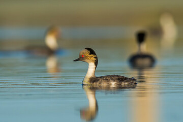 Silvery Grebe in Pampas Lagoon, La Pampa Province,  Patagonia, Argentina.