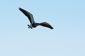 Black necked Stilt, Himantopus melanurus, La Pampa Argentina