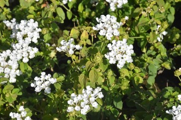 white flowers of green grass