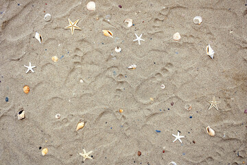 Texture of dry beach sand with footprints, seashells and starfish