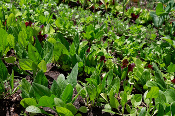 Leaves of young lettuce and spinach grow in the ground. young spinach and lettuce. Growing greenery in one garden