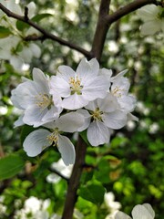 Apple tree blossom