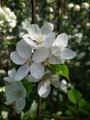 Apple tree blossom
