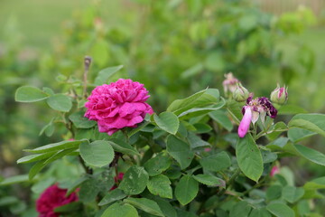 Fototapeta premium Rose auf Blühwiese