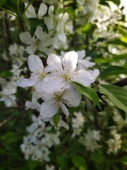 Apple tree blossom