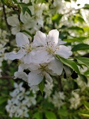 Apple tree blossom
