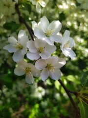 Apple tree blossom