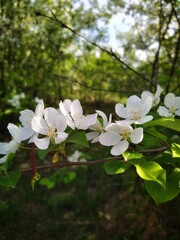 Apple tree blossom