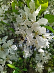 Obraz premium Apple tree blossom