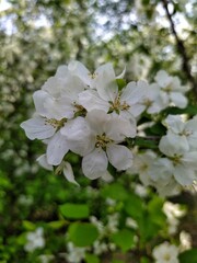 Apple tree blossom
