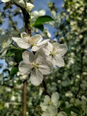 Apple tree blossom