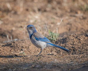 A California Scrub Jay (Aphelocoma californica) searches for food on the ground at Lake Cachuma in Santa Barbara county, CA.