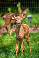 Fawn 