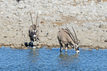 Wild oryx antelope in the African savannah