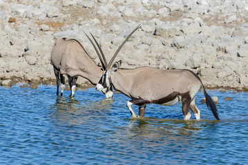 Wild oryx antelope in the African savannah