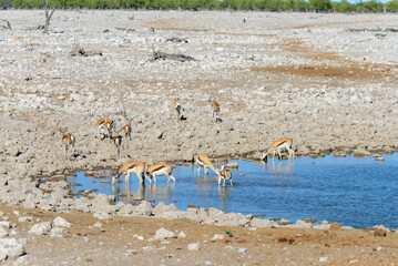 Fototapeta na wymiar Wild springbok antelopes in the African savanna