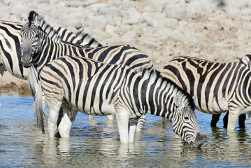 Wild zebras drinking water in waterhole in the African savanna