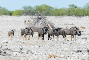 Wild african animals -gnu, kudu, orix, springbok, zebras drinking water in waterhole