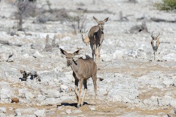Wild kudu antelopes in the African savanna