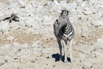 Wild zebras walking in the African savanna