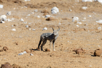 Wild jackal on waterhole in the African savanna