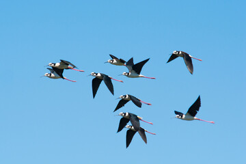 Obraz premium Black necked Stilt, Himantopus melanurus, La Pampa Argentina