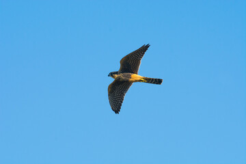 Aplomado falcon in flight, Patagonia Argentina.