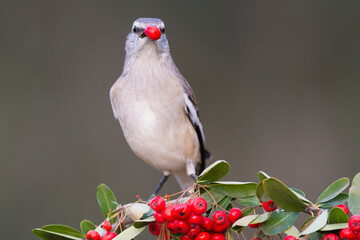White banded Mockingbird,Mimus triurus,eating wild fruits Calden Forest, La Pampa , Argentina
