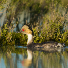 Silvery Grebe in Pampas Lagoon, La Pampa Province,  Patagonia, Argentina.