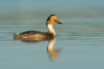 Silvery Grebe in Pampas Lagoon, La Pampa Province,  Patagonia, Argentina.