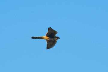 Aplomado falcon in flight, Patagonia Argentina.