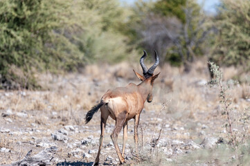 Closeup of a Red Hartebeest - Alcelaphus buselaphus Caama- also known as the Kongoni, or Cape Hartebeest on the plains of Etosha National Park.