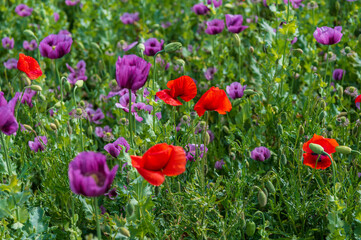 Poppies, vlčí máky, obilí, corn, pole, field, nature