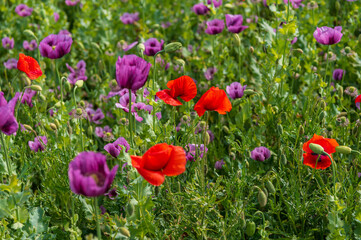 Poppies, vlčí máky, obilí, corn, pole, field, nature