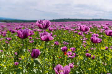Fototapeta premium Poppies, vlčí máky, obilí, corn, pole, field, nature