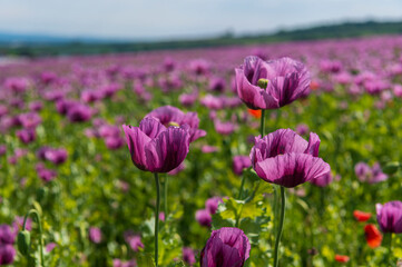 Poppies, vlčí máky, obilí, corn, pole, field, nature