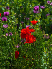 Poppies, vlčí máky, obilí, corn, pole, field, nature
