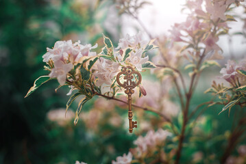 Ancient key on the background of a flowering tree. Golden key macro shot.