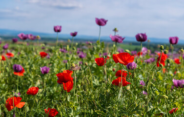 Poppies, vlčí máky, obilí, corn, pole, field, nature