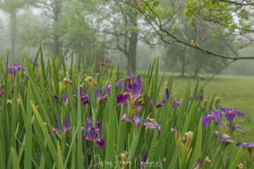 Iris in fog