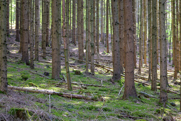 Trees in the forest without needles