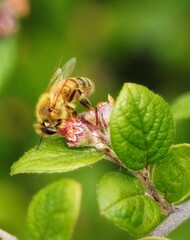 bee on a flower