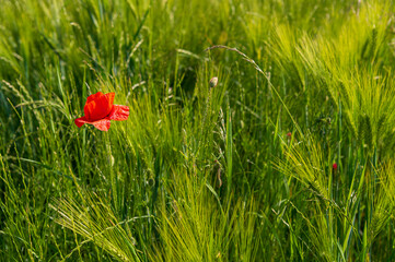 Poppies, vlč&iacute; m&aacute;ky, obil&iacute;, corn, pole, field, nature