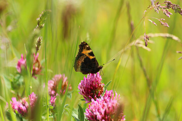 butterfly on a flower. Beautiful butterfly collecting pollen from a pink wild flower, in the colourful grasses on the river bank, with a blurr background in Britian