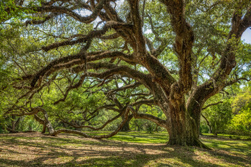 Fototapeta na wymiar Jungle Garden, Avery Island, Louisiana