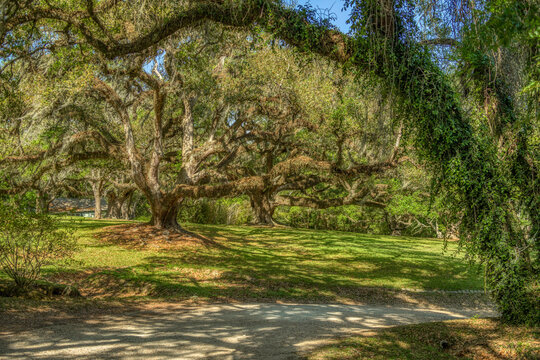 Jungle Garden, Avery Island, Louisiana