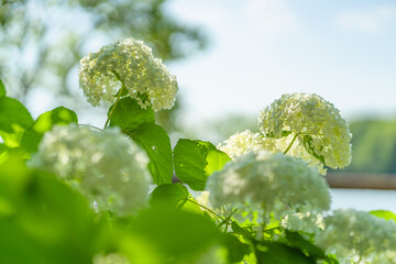 満開の紫陽花