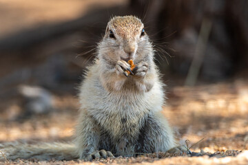The African ground squirrels (genus Xerus) staying on dry stones of Kalahari desert and feeding. Up to close. Feeding ground squirrel.