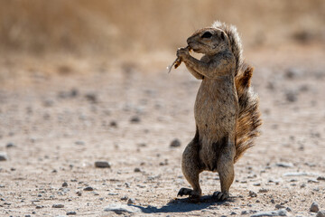 The African ground squirrels (genus Xerus) staying on dry stones of Kalahari desert and feeding. Up...